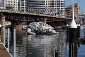 alphie-turtle-in-darling-harbour